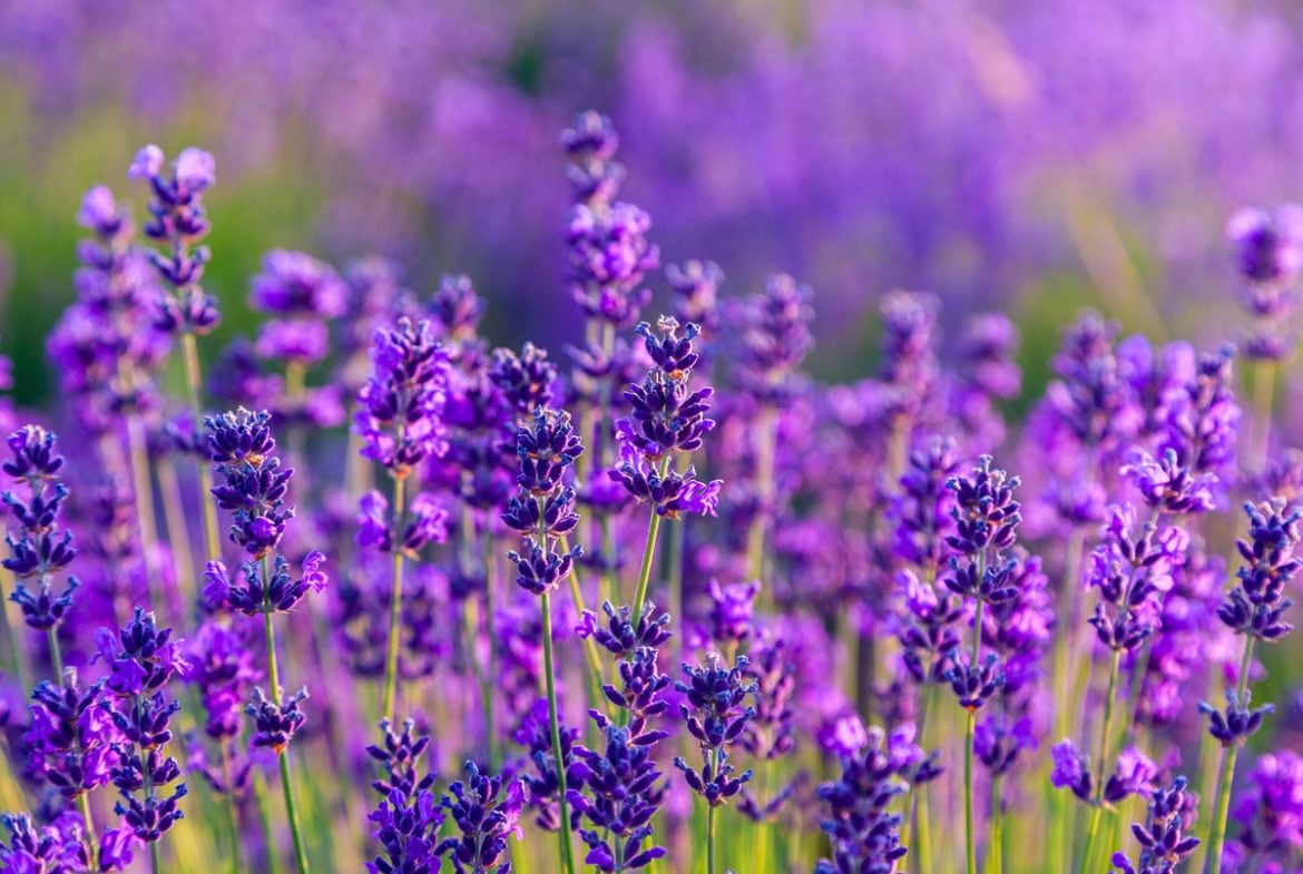 Lavendel_Volmary_Hidcote-Blue-1170x785.jpg
