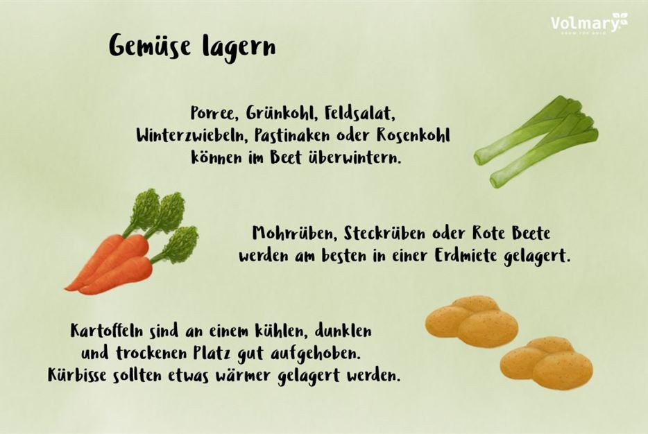 Tipps-Gemüse-lagern-Bild-1024x683.jpg
