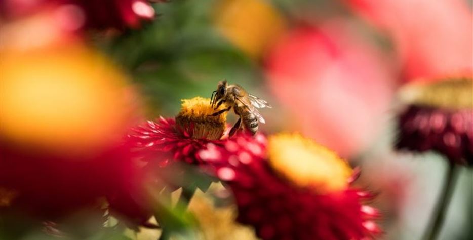 Beitragsbild-Bienenfreundliche-Garten-1-768x512.jpg