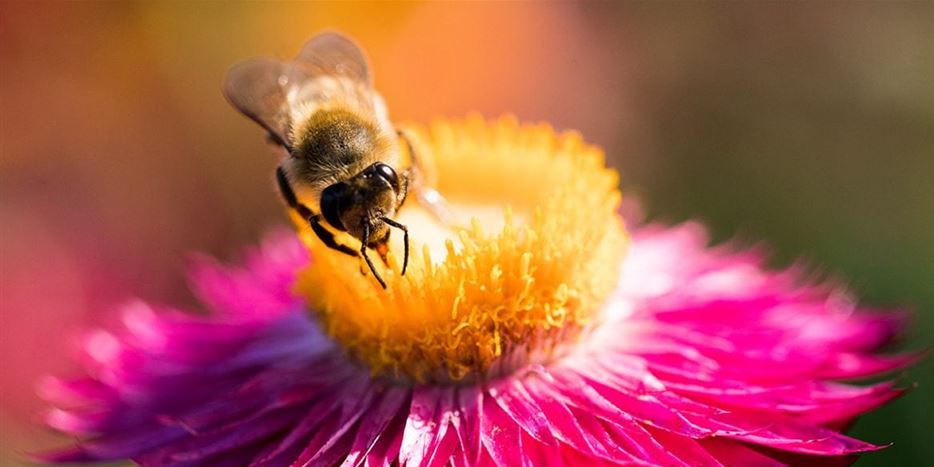 PH-Bienenfreundliche-Pflanzen-Titel-1170x785.jpg