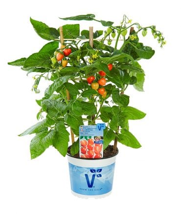 PH-Herz-Tomate-Evita-nachreifen-370x436.jpg