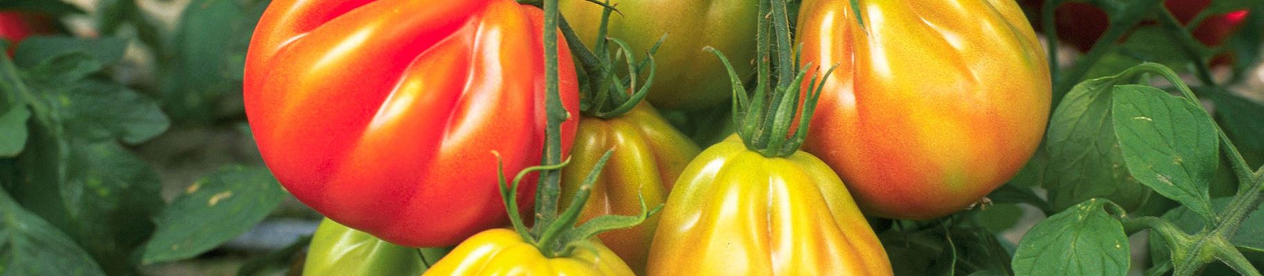 Italienische Tomaten Reif und Überreif.jpg