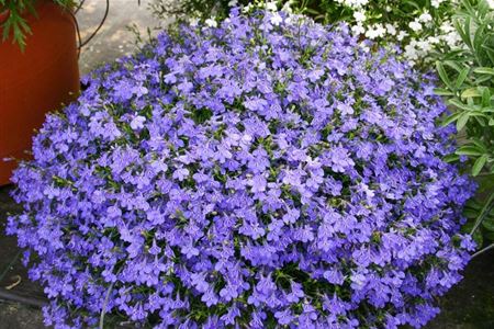 PH-Lobelia-Laura-Blue-Pflanze-768x515.jpg
