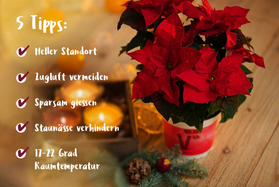 5_Tipps_zum Weihnachtsstern.jpg
