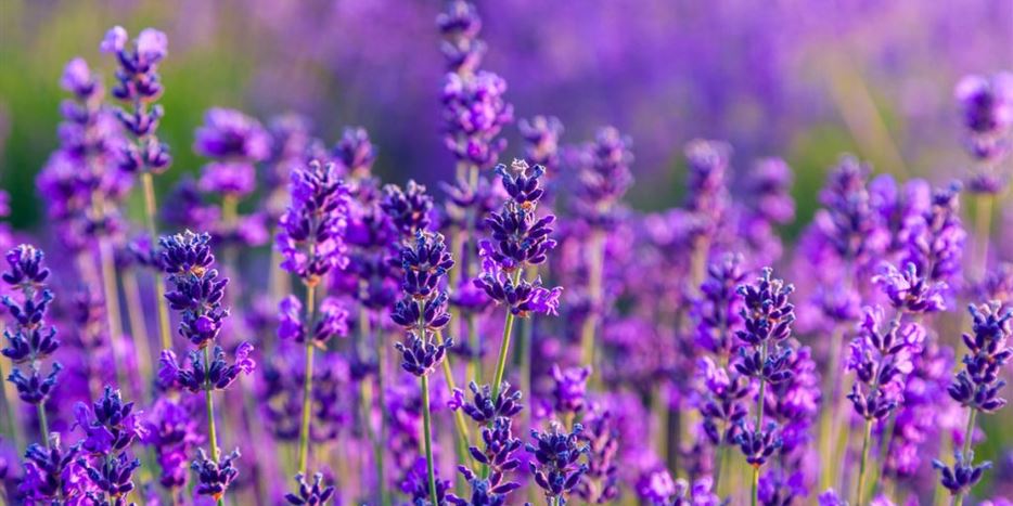 Lavendel_Volmary_Hidcote-Blue-1024x687.jpg