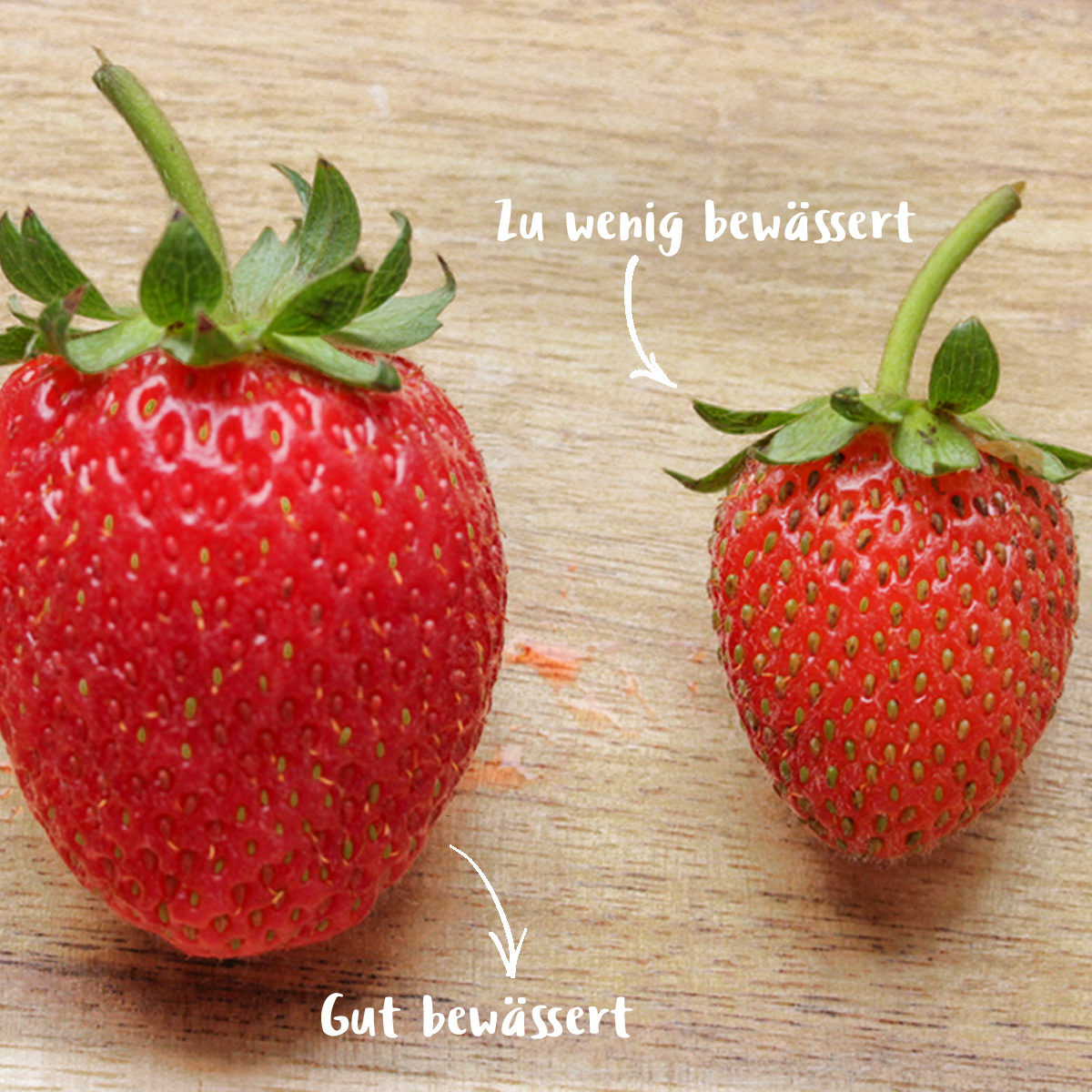 Erdbeeren bewässern gut, zu wenig.jpg