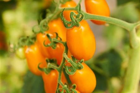 Pflaumentomate Tomatenpflanze.jpg