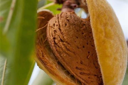 Mandel-Pflanze 'Nut Me® Almond'.jpeg