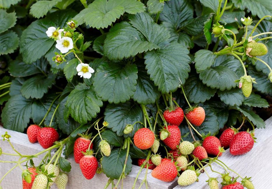 erdbeeren-pflanzen.jpg