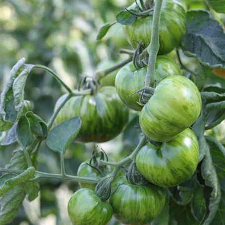 gruene tomaten ernten.jpg