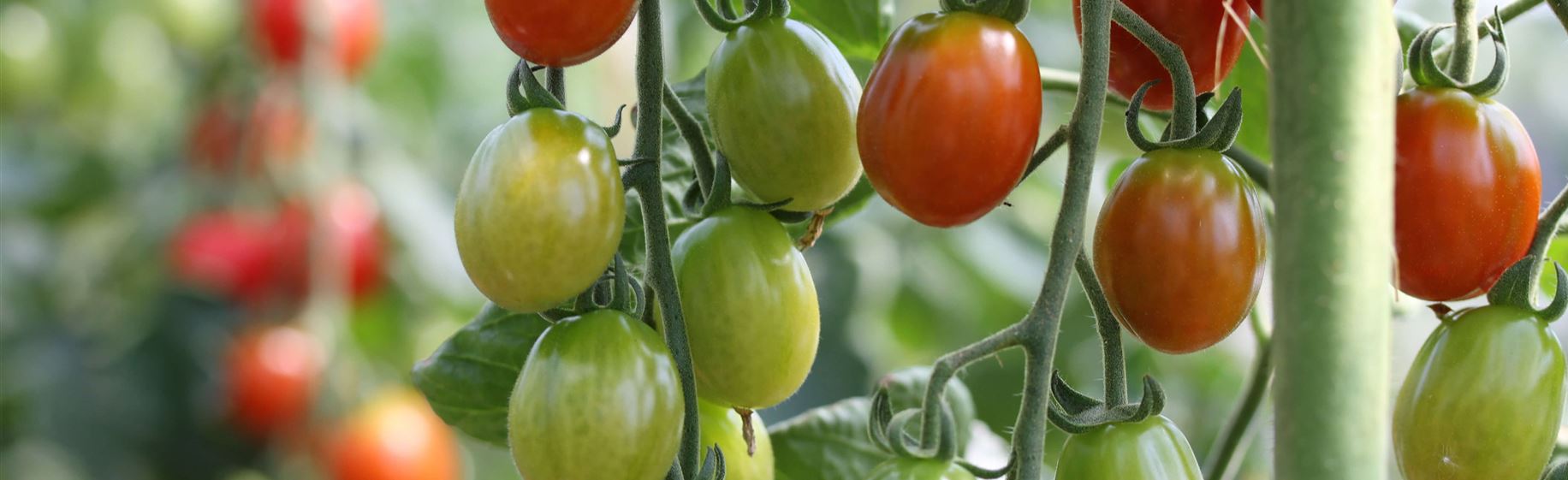 Veredelung bei Tomaten.jpg