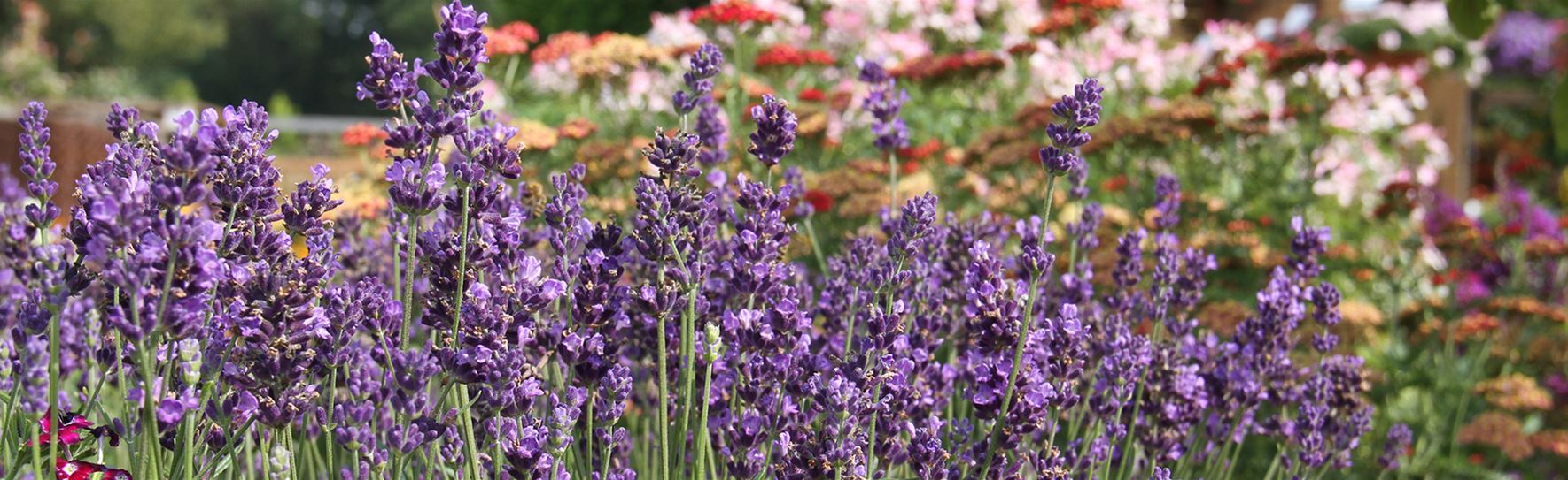 Lavendel-Vienco.jpg