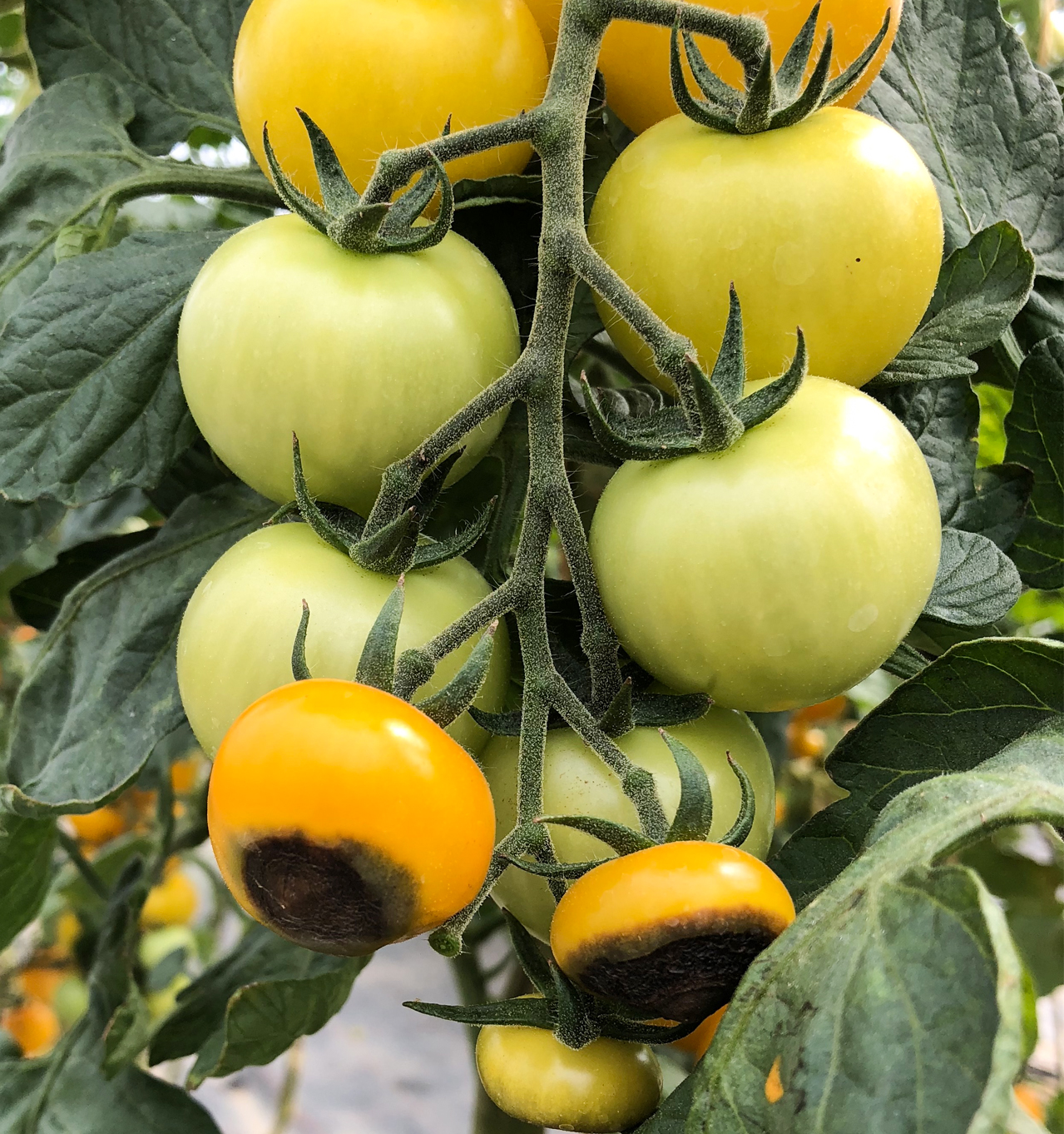 Blütenendfäule an Tomaten2.jpg