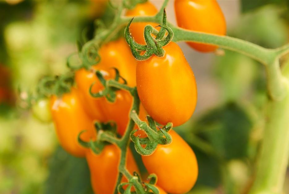 pflaumen tomate.jpg