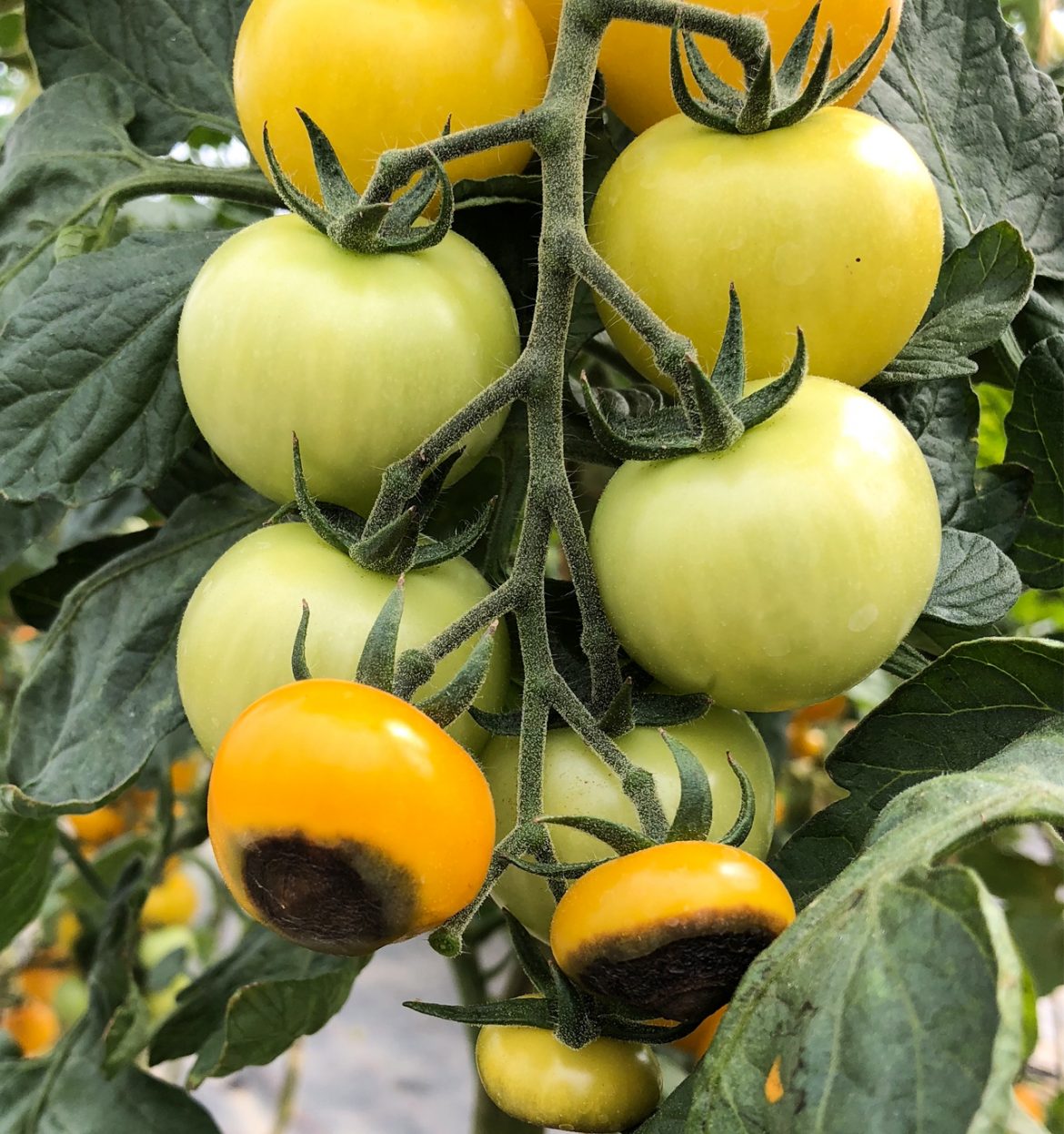 Blütenendfäule-an-Tomaten2-1170x1246.jpg