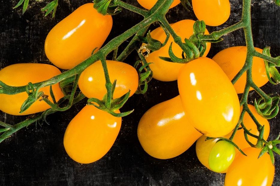 Tomaten-gelb-beitragsbildformat-1-1170x780.jpg