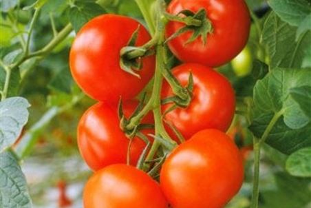 volmary-pflanzen-gemuese-tomaten-freiland-strauchtomate-philona-01-370x370.jpg
