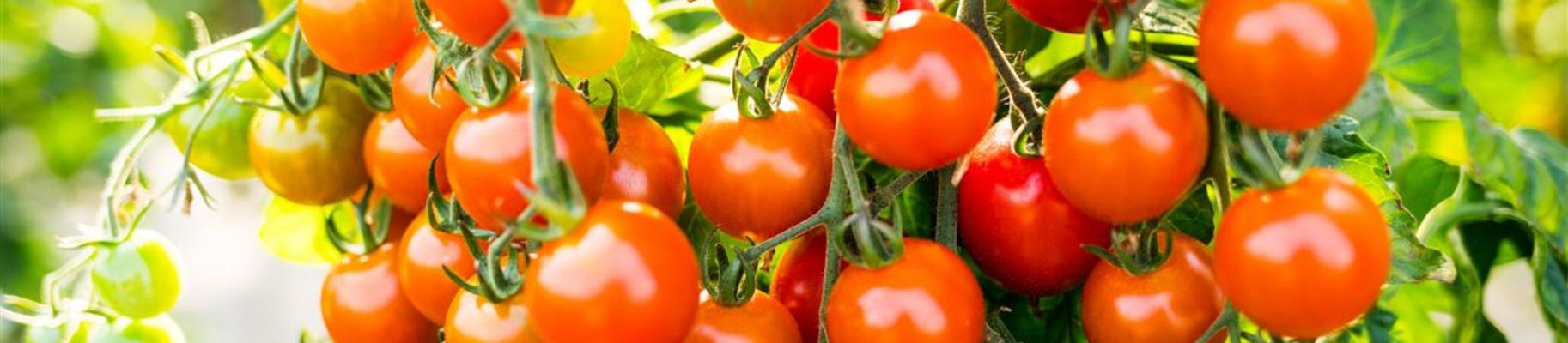 Tomaten-färben-sich-beitragsbildformat-1170x780.jpg