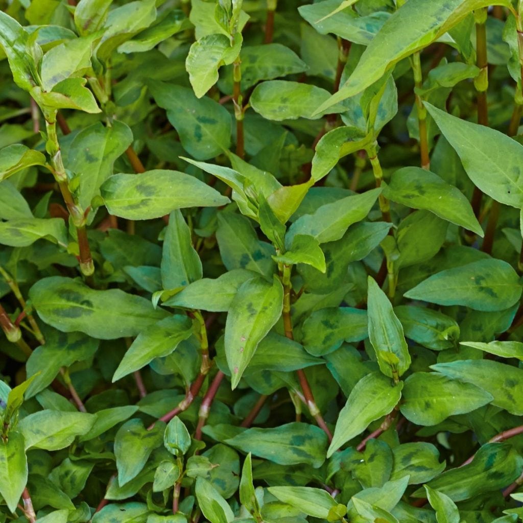 volmary-pflanzen-kraeuter-Vietnamesischer-Koriander-halong-02-1024x1024.jpg
