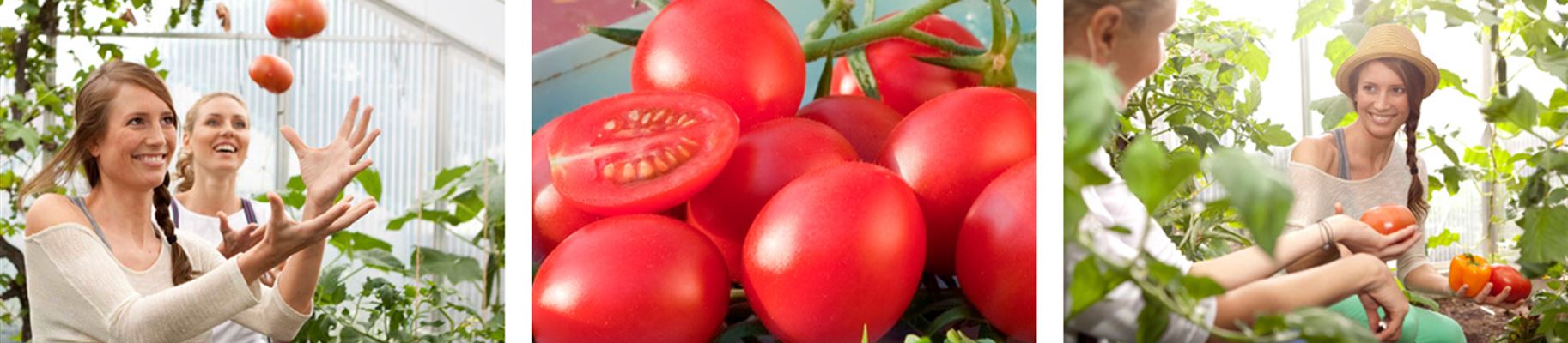 header_tomaten.jpg