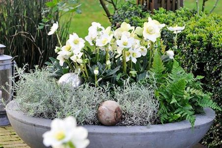 christrose-garten-kuebelpflanze-wintersun-volmary.jpg
