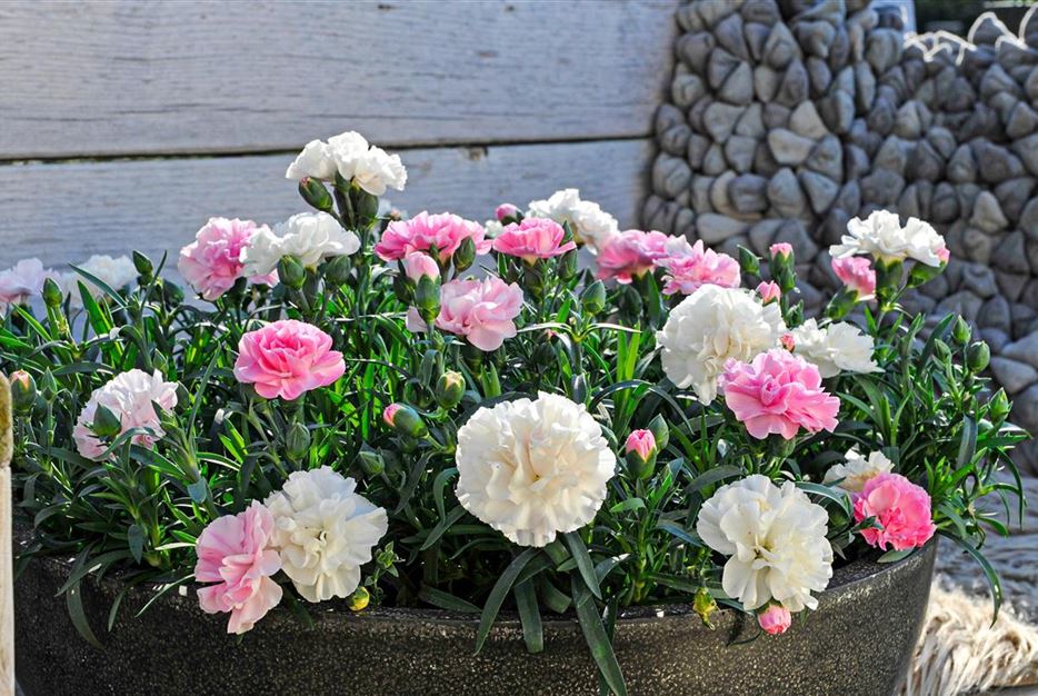 Blumen Trends Neuheiten 2020 Rokoko Nelken Sunnybees Weiß und Rosa.jpg