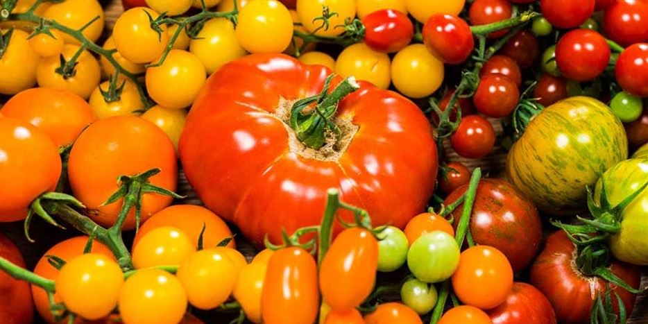 tomatensorten-volmary-entdecken-im-onlineshop.jpg