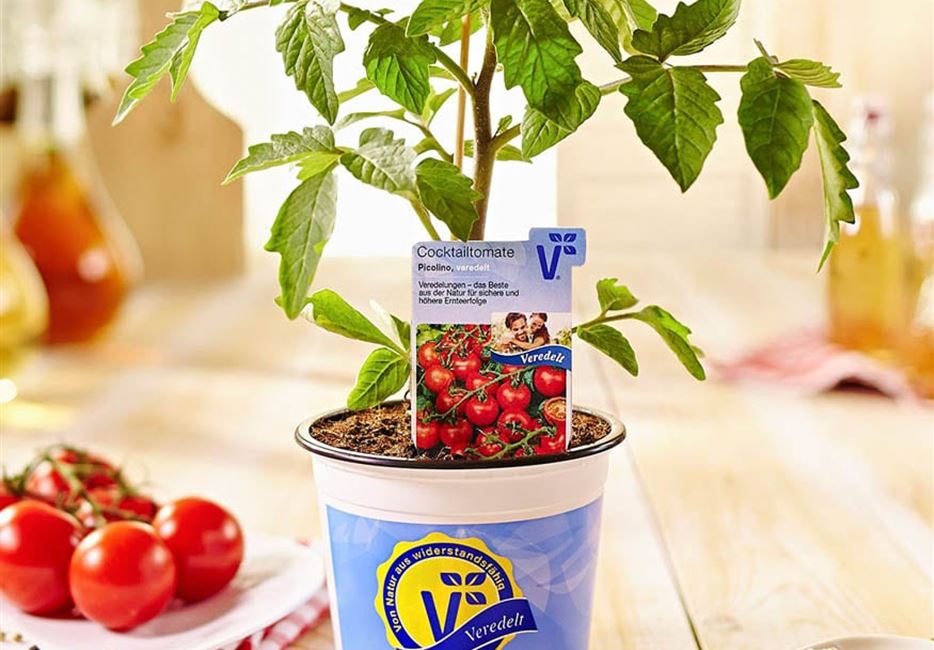 tomatenpflanzen-volmary-veredelt-99.jpg