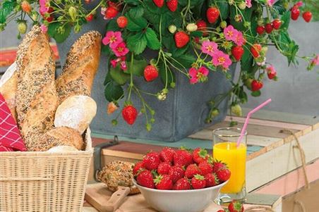 obst-erdbeeren-grossblumige-erdbeere-toscana-pflanzen-volmary-03.jpg