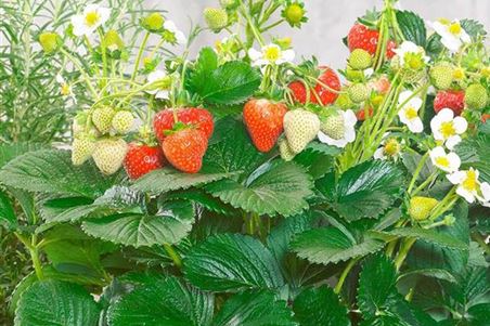 obst-immertragende-erdbeeren-Delizz-pflanzen-volmary-03.jpg