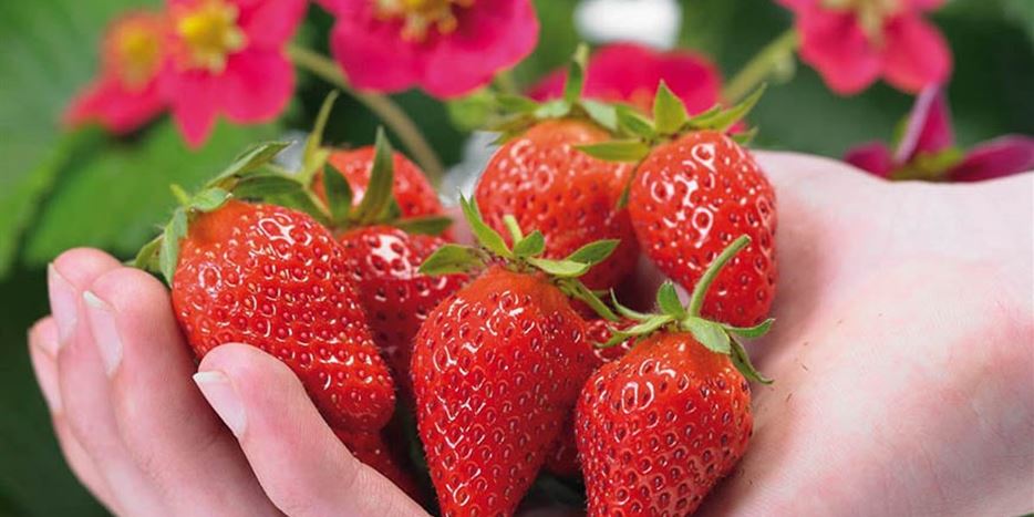 obst-erdbeeren-grossblumige-erdbeere-toscana-pflanzen-volmary-04.jpg