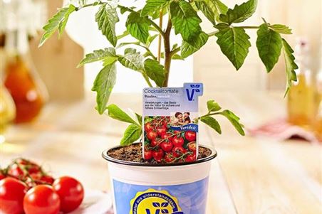 volmary-tomaten-pflanzen-kaufen.jpg