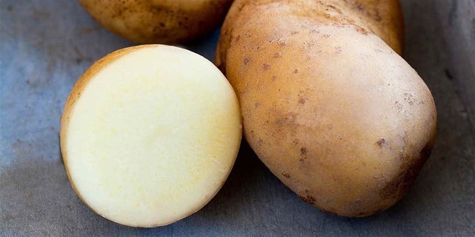 m_volmary-pflanzen-gemuese-knollengemuese-kartoffeln-vital-kartoffel-sarpo-shona-01.jpg