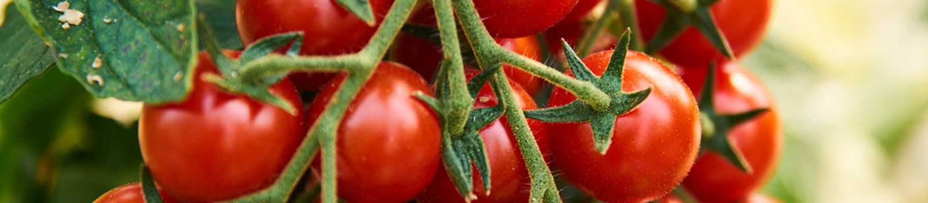 tomaten-anpflanzen-volmary.jpg