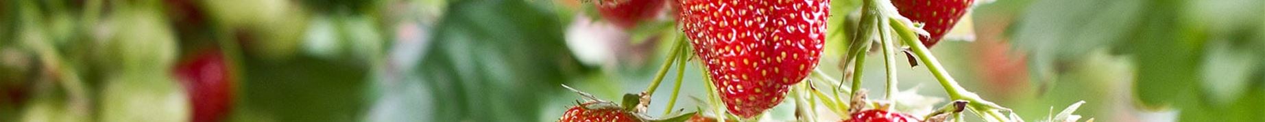 43_erdbeeren-pflanzen-online-kaufen.jpg