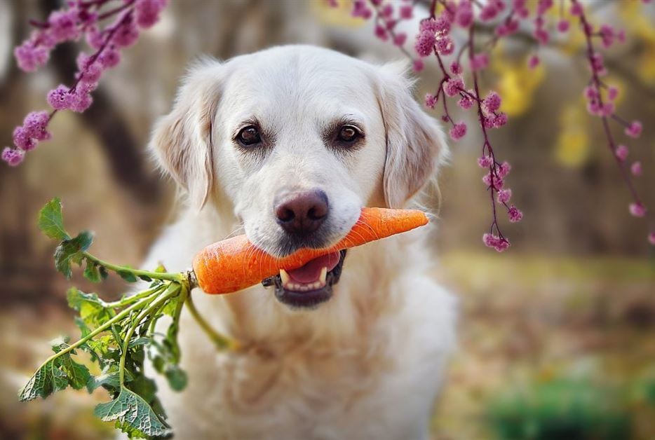 Hund-mit-Karotte-1024x683- Shutterstock.jpg