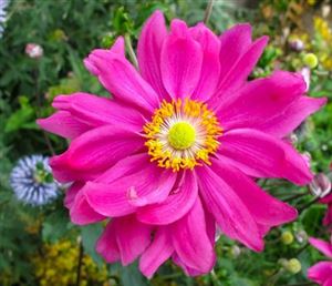 Prinz-Heinrich-Herbst-Anemone-mit-pinken-Blüten-1024x683.jpg