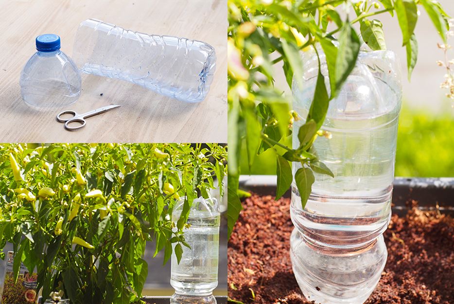 3-Bilder-zur-pflanzen-bewässerung-pet-flasche.jpg