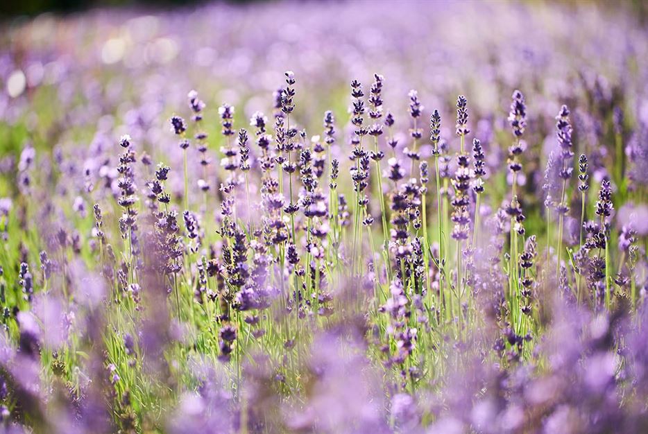 Lavendel-zurueckschneiden-volmary.jpg