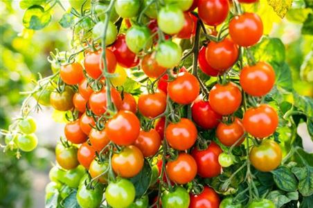 Tomaten-färben-sich-beitragsbildformat-1024x683.jpg