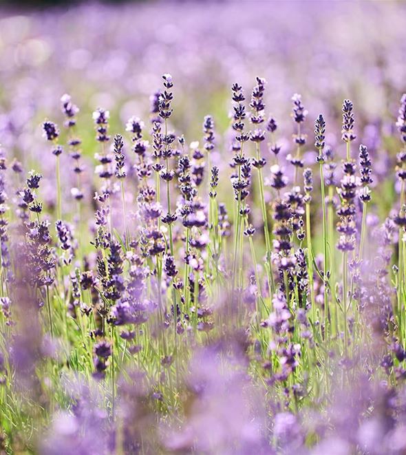 Lavendel-zurueckschneiden-volmary.jpg