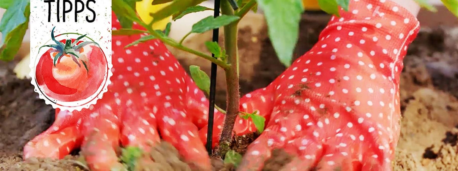 Garten_TomatenEinpflanzen.jpg