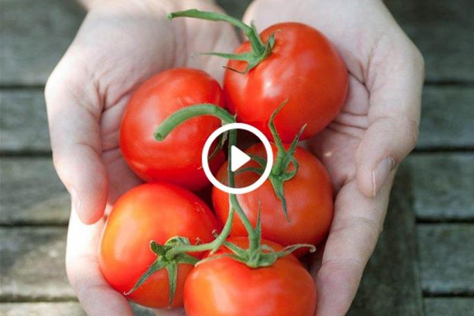 tomaten-pflegen-auf-youtube-volmary.jpg