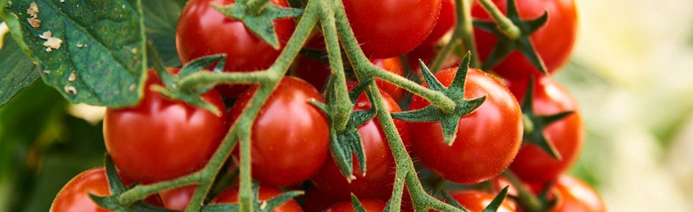 tomaten-anpflanzen-volmary.jpg