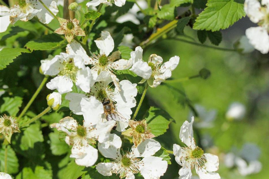 Brombeerblüten Biene.jpg
