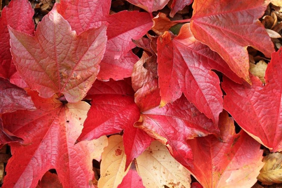 Roter-Herbst-1024x683.jpg