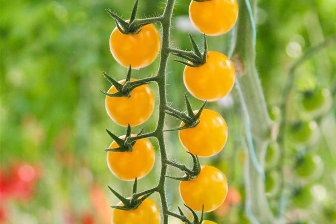 volmary-pflanzen-gemuese-tomaten-gelbe-Nektar-Cherrytomate-solena-sweet-yellow-04.jpg