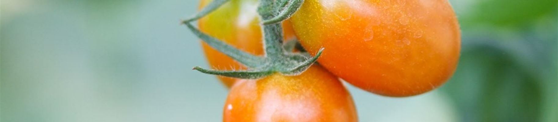 Tomatenchallenge-beitragsbild-1170x780.jpg