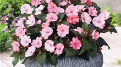 volmary-pflanzen-blumen-impatiens-sonnenlieschen-sunpatiens-blush-pink-01-1024x1024.jpg