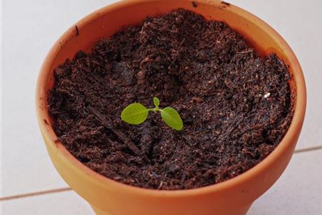 Kartoffel Adessa Jungpflanze eingepflanzt zum ersten Mal 1.jpg